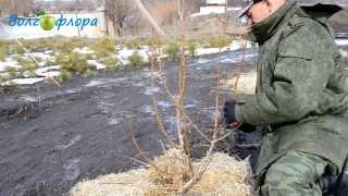 Формировка груши, второй год после посадки