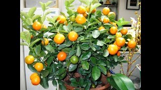 Экодар Официальный Сайт