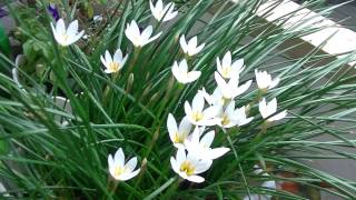 Выскочка (зефирантес Zephyranthes ) зацвела