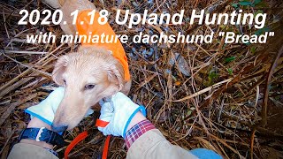 【狩猟】2020.1.18ミニチュアダックスのブレッドと行く鳥猟①・upland hunting with miniature dachshund "Bread"