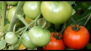 СТОП! Не Спешите Снимать Томаты Зелеными! Фитофтора или Нет? Как Бороться?