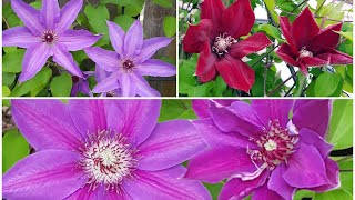 庭园花卉－铁线莲之二  Clematis Horn of Plenty， Blue Ravine，Rouge Cardinal