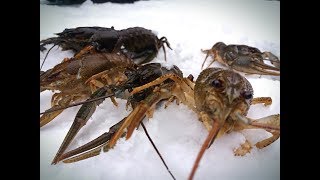Ловля КРУПНЫХ РАКОВ ЗИМОЙ на удочку| Catching large crayfish in the winter for bait