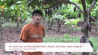 Chene cacao loving earth
