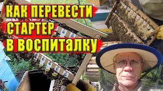 Вывод маток Стартер Проверка на прием