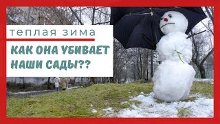 Теплая зима: драматические последствия