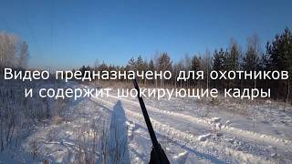Загонная охота - Шокирующие кадры!!! Взял ТРОФЕЙ