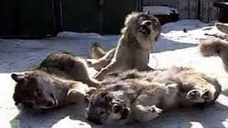 Петля на волка.Охота +на волка видео.Loop volka.Ohota + Video wolf.