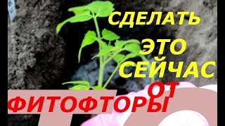 ОБЯЗАТЕЛЬНО СДЕЛАТЬ ЭТО ПРИ ПОСАДКЕ РАССАДЫ ТОМАТОВ В ТЕПЛИЦУ, ЧТОБЫ ЗАЩИТИТЬ ОТ ФИТОФТОРЫ !