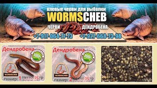 WC - 15. Упаковка дендробены для отправки потребителям