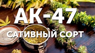 АК-47 - Сативный сорт!