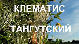 Локатор любви