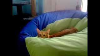 Курильский бобтейл.Orion Supreme Bobs Team. г.Братск