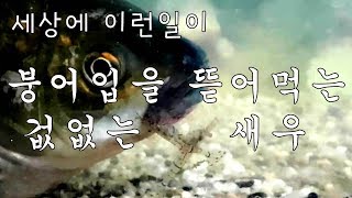 세상에 이런일이 붕어턱밑을 뜯어먹는 겁없는 새우들