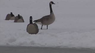Waterfowl Hunting - MOST EPIC & UNIQUE GOOSE HUNT on Youtube!