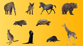 Animal Mating Best Moments - Animals Heaven