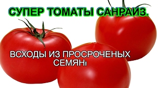 СУПЕР ТОМАТЫ САНРАЙЗ!!! ВСХОДЫ ПРОСРОЧЕННЫХ СЕМЯН ТОМАТОВ.