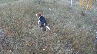 Бигль Джек (4мес.) Первая вылазка в лес... На фотоохоту