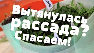 Вытянулась рассада. Что делать? Ответ прост.(03.03.2016 г.)