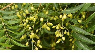 Beneficios Y Usos Del Neem Propiedades Curativas (azadirachta indica)