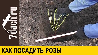 ? Как посадить розы осенью. Подготовка посадочных ям и высаживание саженцев - 7 дач