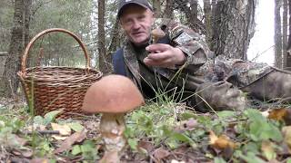 Поиски грибов в Подмосковье. Тихая охота. Грибы и лес.