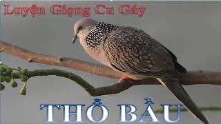 tiếng cu gáy giọng thổ bầu