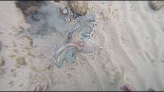 ???Нашел в Море - Осьминога. Подводный Поиск.