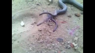 SNAKE giving birth to 11 babies - LIVE