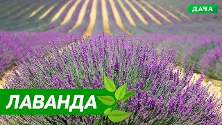 ДАЧНИКИ: ЛАВАНДА НА ПОДОКОННИКЕ
