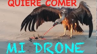 DRONE DE CARRERAS + BUITRE SE QUIERE COMER AL DRONE