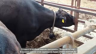 Молочно-товарная ферма КРС в Японии