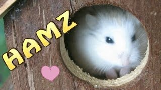SHOULD I GET ANOTHER HAMSTER? + WHAT DID THE VET SAY?