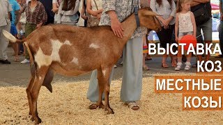 Оценка экстерьерных качеств коз в номинации Местные молочные козы. Выставка молочного козоводства.