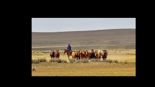 STEPPE A CHEVAL