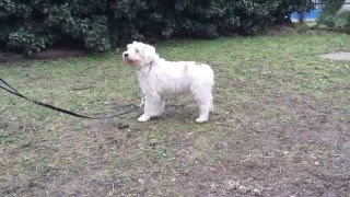 Gandalf - Tibetan Terrier Puppy For Sale