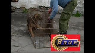 Отолов бродячих собак сетью