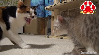 肝のすわった小さな子猫しぴ【瀬戸のしぴ日記】Tiny kitten,Chipie is imperturbable