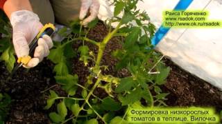 Формировка низкорослых томатов в теплице.  Вилочка