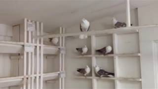 Pigeons.Голуби.Tauben. الحمائم (Ян Вайдалович ( Екатеринбург, Россия ))