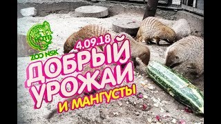 4.09.18 Акция ДОБРЫЙ УРОЖАЙ и Мангусты. Новосибирский зоопарк имени Р.А. Шило