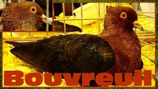 Bouvreuil Archangel - Columba livia - Pigeon - Salon de l'Agriculture 2016 - 09/03/2016