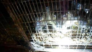 Разведение нутрий,некоторые аспекты содержания  Raising nutria family , some aspects of  breeding