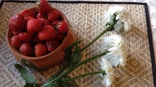 43.Клубника. Борьба за урожай начинается весной
