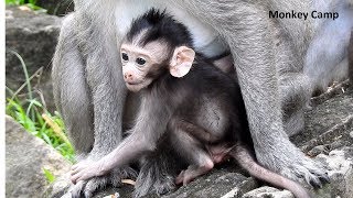 Bronco breastfeeding, Jewel breastfeeding, Tarzanna breastfeeding, Full HD newborn baby monkey video
