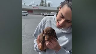 Companion Pet Clinic vet charged with aggravated animal abuse