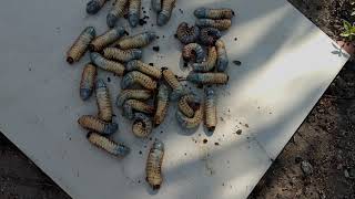 Larvas de coqueiro