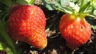 КЛУБНИКА от А до Я! ВАЖНО! Уход во время цветения Борьба за урожай