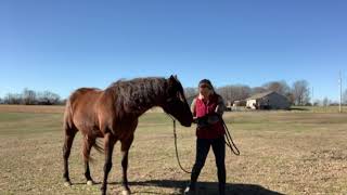 Teaching Turn on the Haunches with The Horse PT