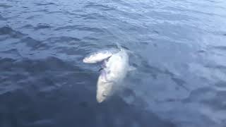 Сети на Десногорском водохранилище